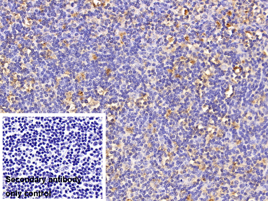 Polyclonal Antibody to Cathepsin S (CTSS)