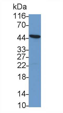 Polyclonal Antibody to Leucine Rich Alpha-2-Glycoprotein 1 (LRG1)