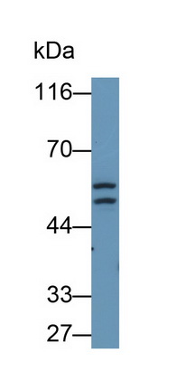 Polyclonal Antibody to Leucine Rich Alpha-2-Glycoprotein 1 (LRG1)