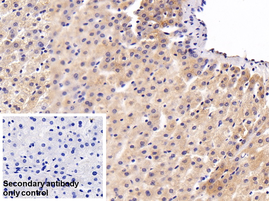 Polyclonal Antibody to Leucine Rich Alpha-2-Glycoprotein 1 (LRG1)