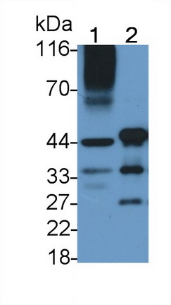 Polyclonal Antibody to Leucine Rich Alpha-2-Glycoprotein 1 (LRG1)