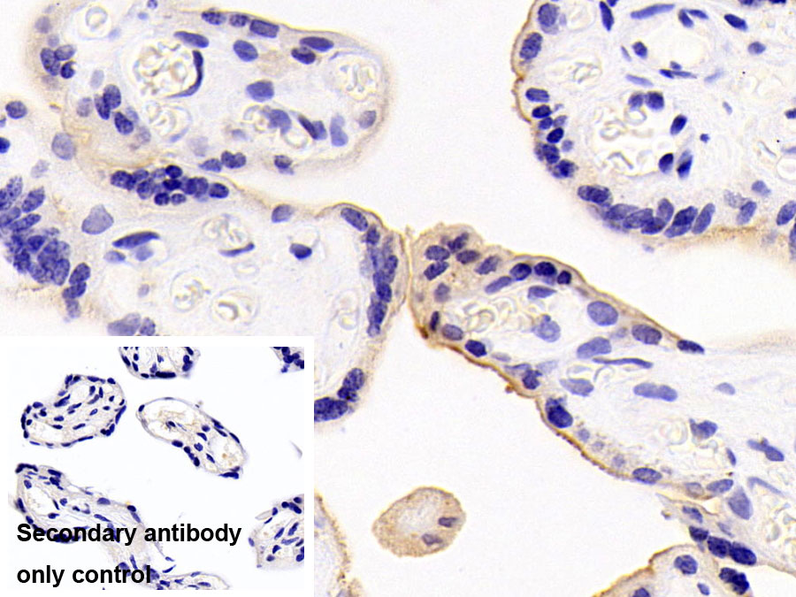 Polyclonal Antibody to Epiregulin (EREG)