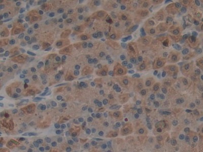 Polyclonal Antibody to Epiregulin (EREG)