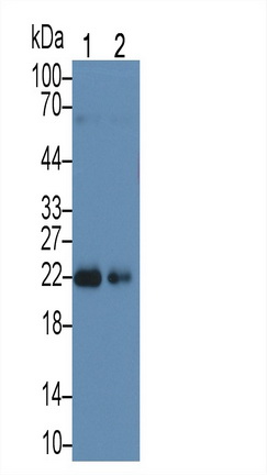 Polyclonal Antibody to Sperm Protein 17 (Sp17)