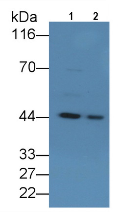 Polyclonal Antibody to Tar DNA Binding Protein 43kDa (TDP43)