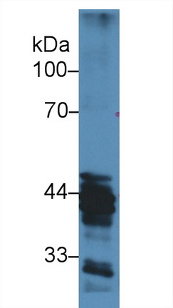 Polyclonal Antibody to Histone Acetyltransferase 1 (HAT1)