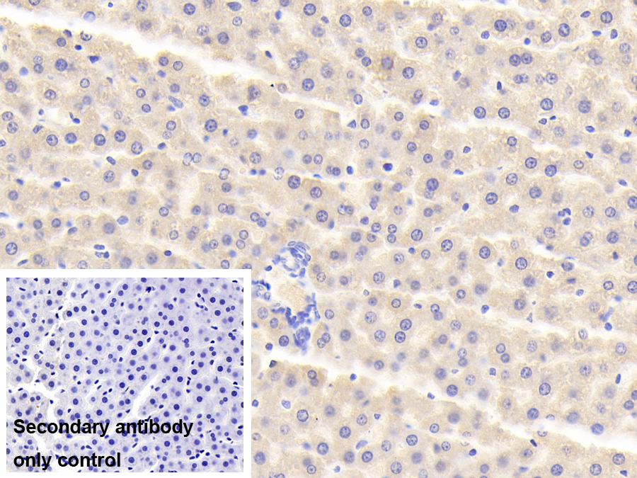 Polyclonal Antibody to Monoamine Oxidase A (MAOA)