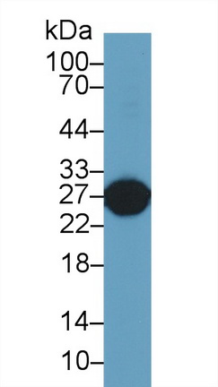 Polyclonal Antibody to Glutathione S Transferase Alpha 5 (GSTa5)