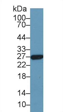 Polyclonal Antibody to Glutathione S Transferase Alpha 5 (GSTa5)