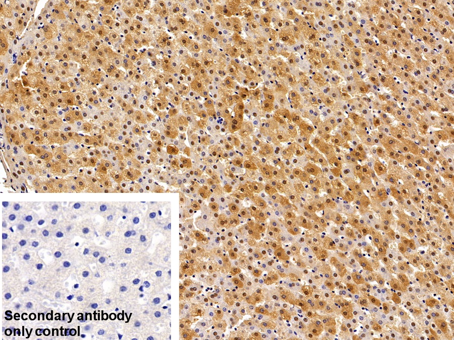 Polyclonal Antibody to Glutathione S Transferase Alpha 2 (GSTa2)