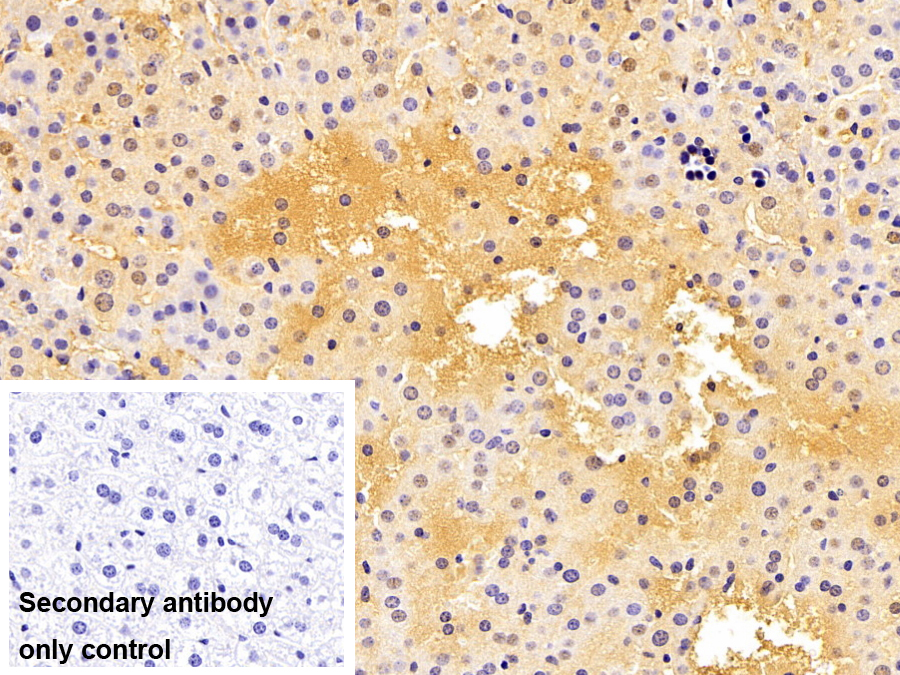 Polyclonal Antibody to Glutathione S Transferase Alpha 2 (GSTa2)