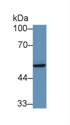 Polyclonal Antibody to Interferon Regulatory Factor 6 (IRF6)