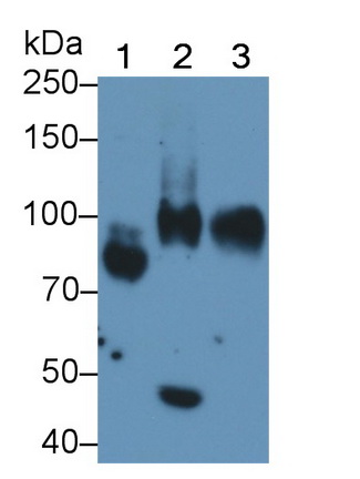 Polyclonal Antibody to Cluster Of Differentiation 34 (CD34)