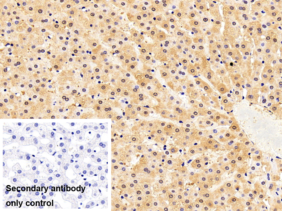 Polyclonal Antibody to Superoxide Dismutase 1 (SOD1)