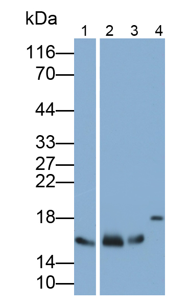 Polyclonal Antibody to Superoxide Dismutase 1 (SOD1)