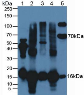 Polyclonal Antibody to Superoxide Dismutase 1 (SOD1)