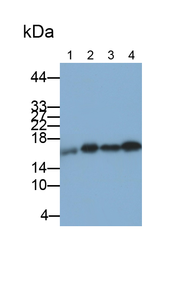 Polyclonal Antibody to Superoxide Dismutase 1 (SOD1)