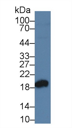 Polyclonal Antibody to Superoxide Dismutase 1 (SOD1)