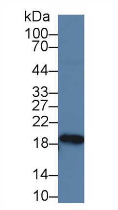 Polyclonal Antibody to Superoxide Dismutase 1 (SOD1)