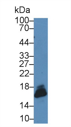 Polyclonal Antibody to Superoxide Dismutase 1 (SOD1)