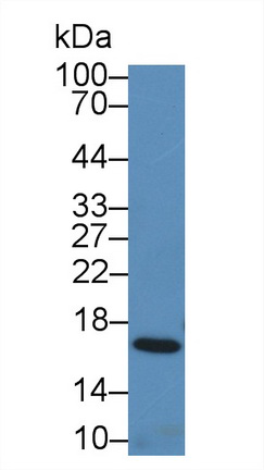 Polyclonal Antibody to Superoxide Dismutase 1 (SOD1)