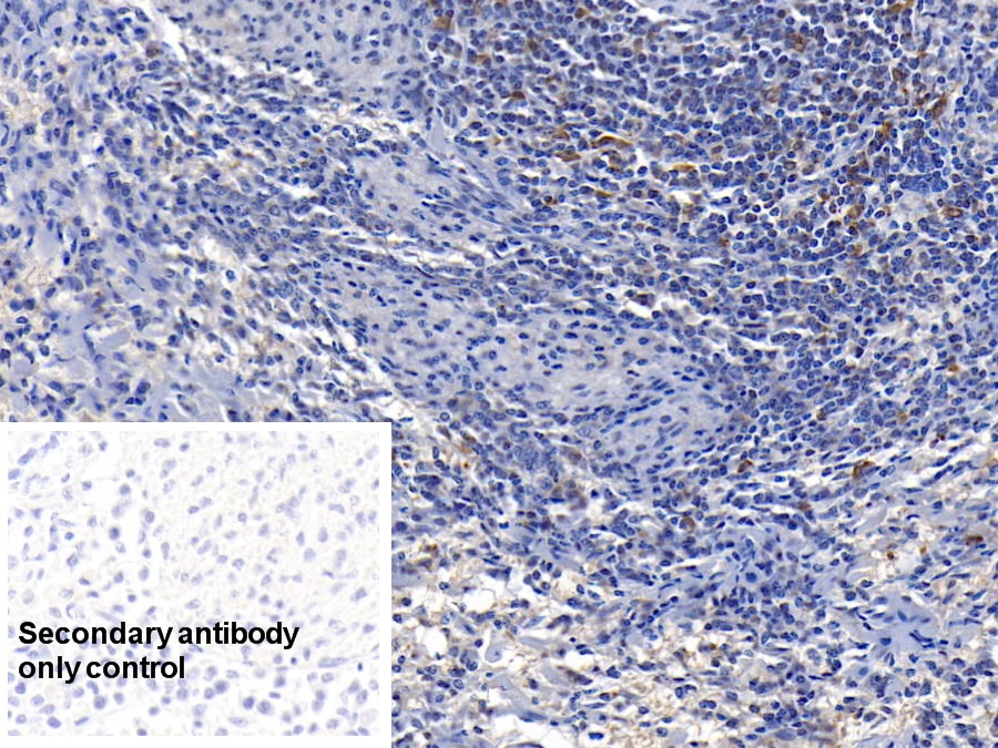 Polyclonal Antibody to Superoxide Dismutase 1 (SOD1)