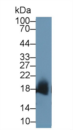 Polyclonal Antibody to Superoxide Dismutase 1 (SOD1)