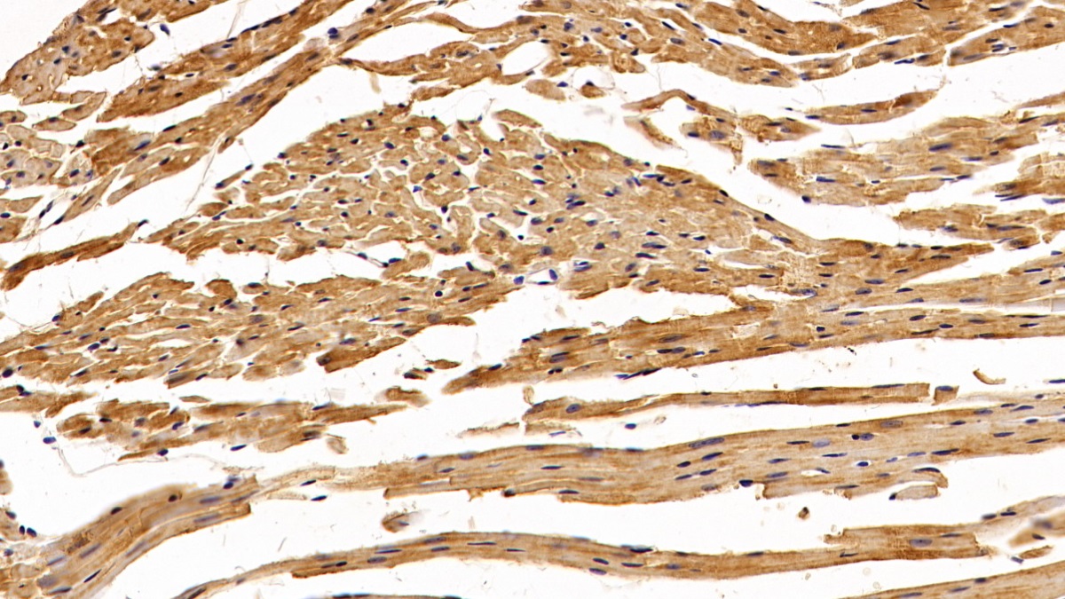 Polyclonal Antibody to Superoxide Dismutase 1 (SOD1)