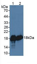 Polyclonal Antibody to Superoxide Dismutase 1 (SOD1)