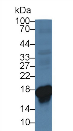 Polyclonal Antibody to Superoxide Dismutase 1 (SOD1)