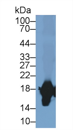 Polyclonal Antibody to Superoxide Dismutase 1 (SOD1)