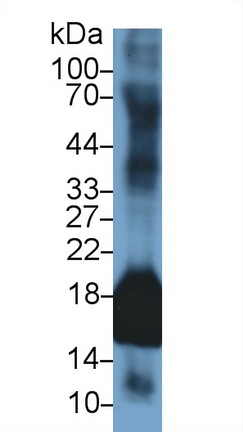 Polyclonal Antibody to Superoxide Dismutase 1 (SOD1)