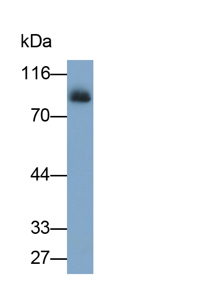 Polyclonal Antibody to Calpain 1 (CAPN1)