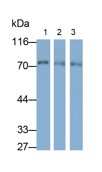 Polyclonal Antibody to Calpain 1 (CAPN1)