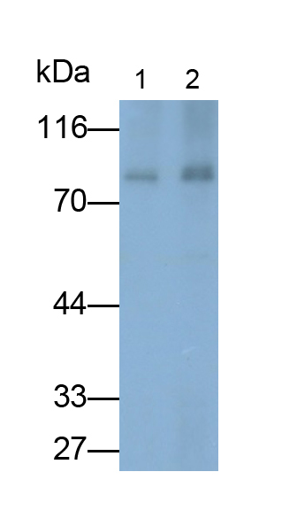 Polyclonal Antibody to Calpain 1 (CAPN1)