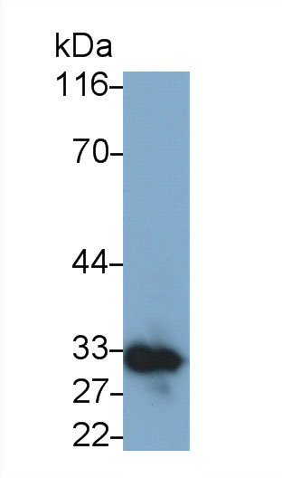 Polyclonal Antibody to Syndecan 1 (SDC1)