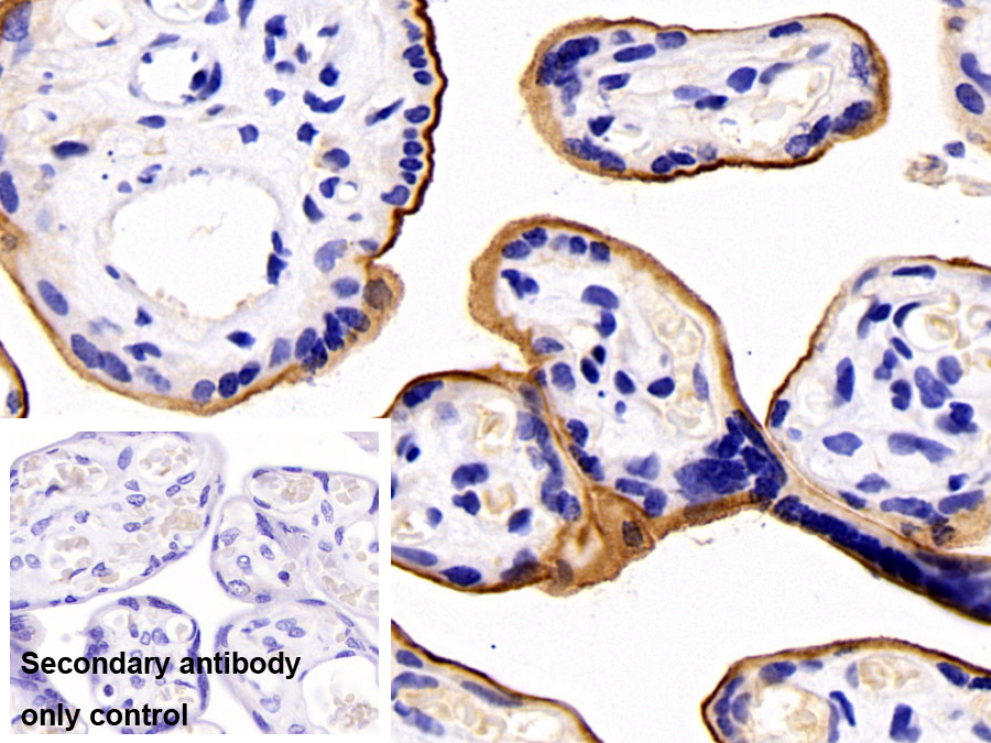 Polyclonal Antibody to Syndecan 1 (SDC1)