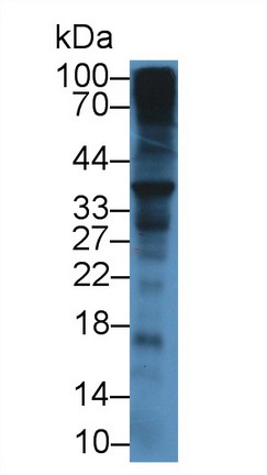 Polyclonal Antibody to Syndecan 1 (SDC1)