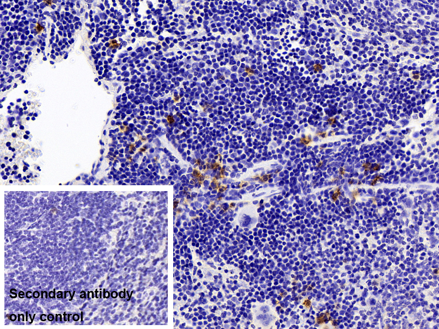 Polyclonal Antibody to Syndecan 1 (SDC1)