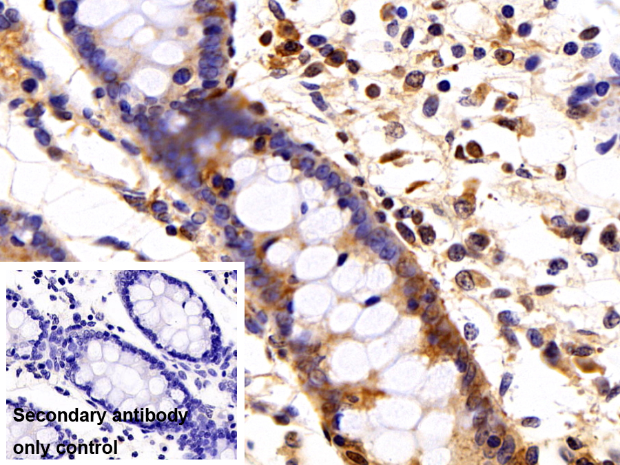 Polyclonal Antibody to Syndecan 1 (SDC1)