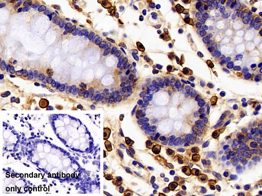 Polyclonal Antibody to Syndecan 1 (SDC1)