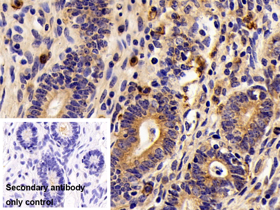 Polyclonal Antibody to Syndecan 1 (SDC1)