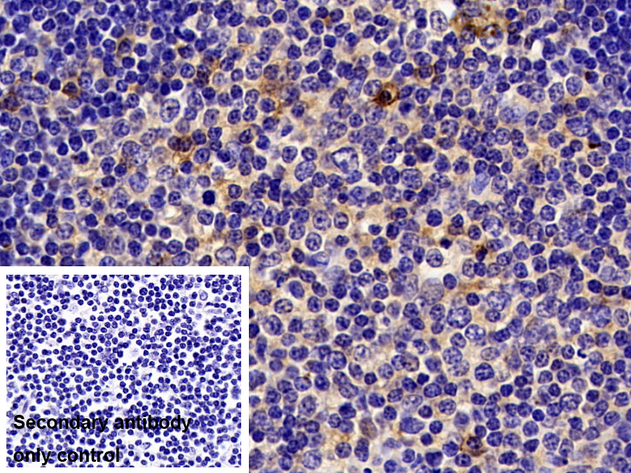 Polyclonal Antibody to Syndecan 1 (SDC1)