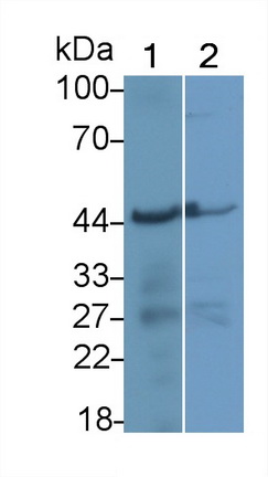 Polyclonal Antibody to Apolipoprotein A4 (APOA4)