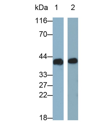 Polyclonal Antibody to Apolipoprotein A4 (APOA4)