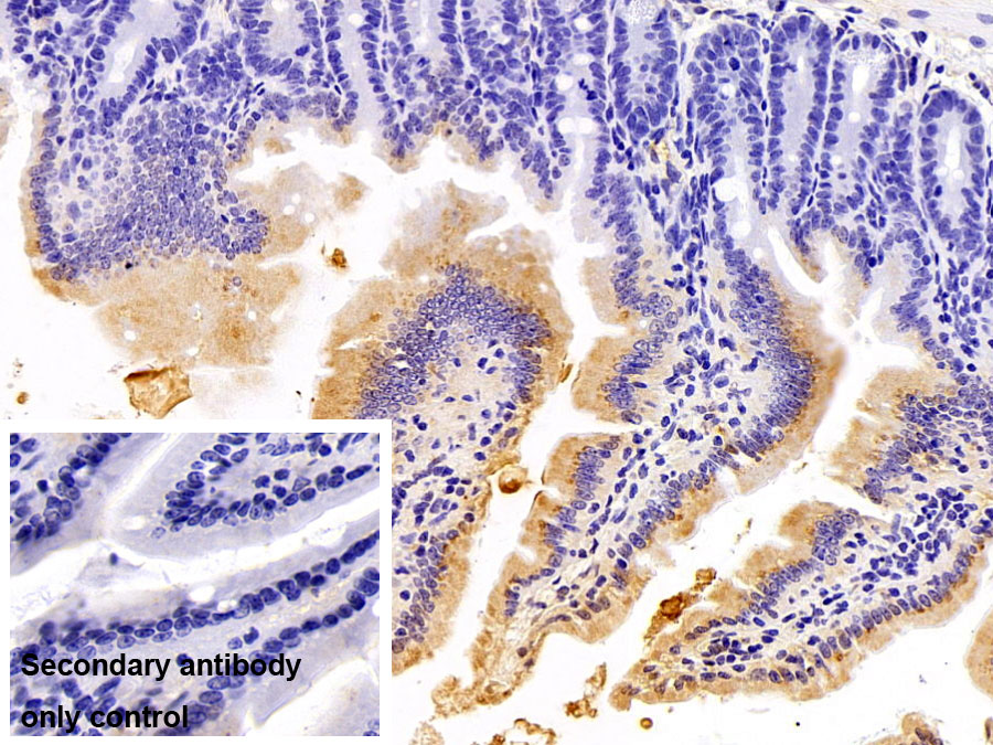 Polyclonal Antibody to Apolipoprotein A4 (APOA4)