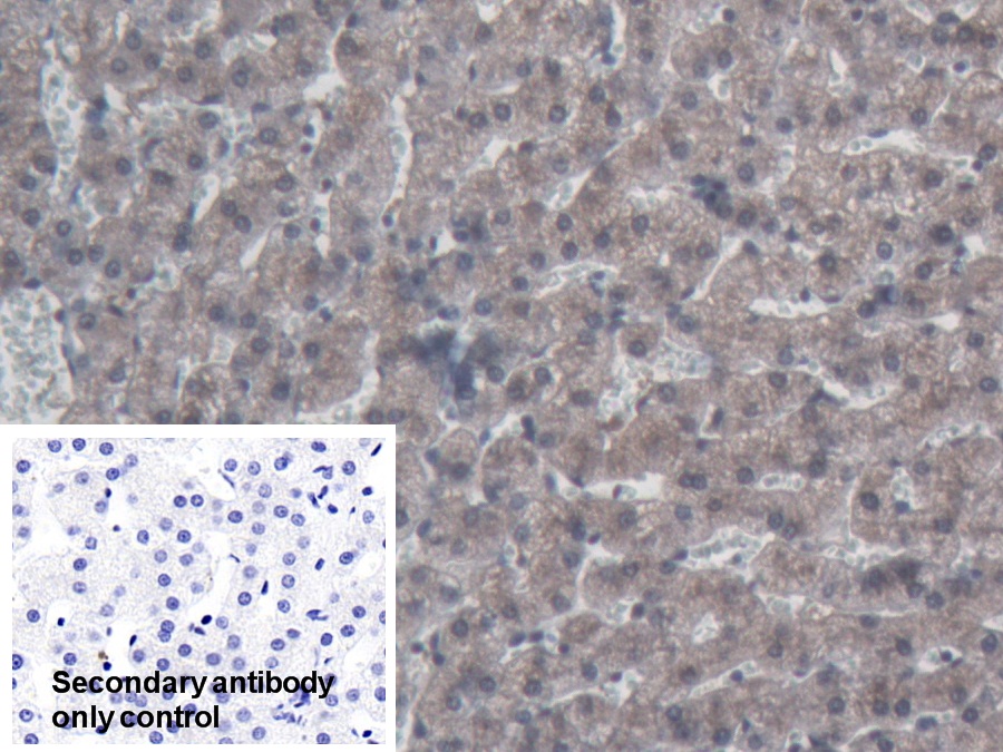 Polyclonal Antibody to Apolipoprotein A4 (APOA4)