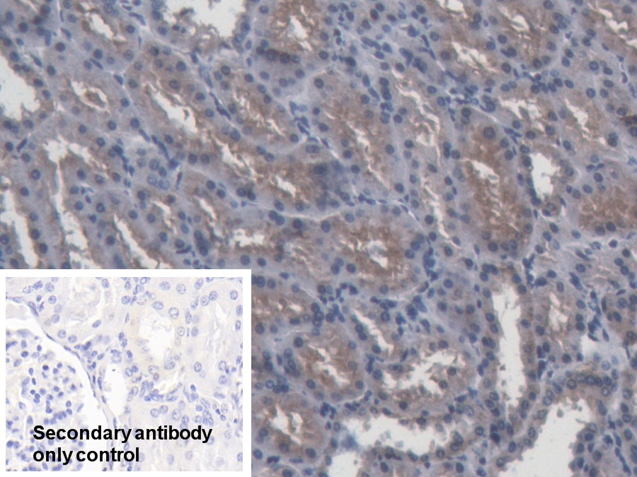 Polyclonal Antibody to Apolipoprotein A4 (APOA4)