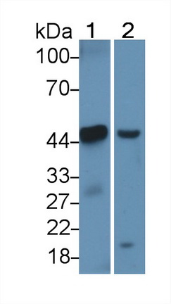 Polyclonal Antibody to Apolipoprotein A4 (APOA4)