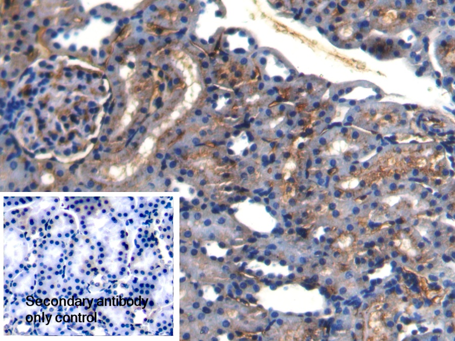 Polyclonal Antibody to Apolipoprotein A4 (APOA4)